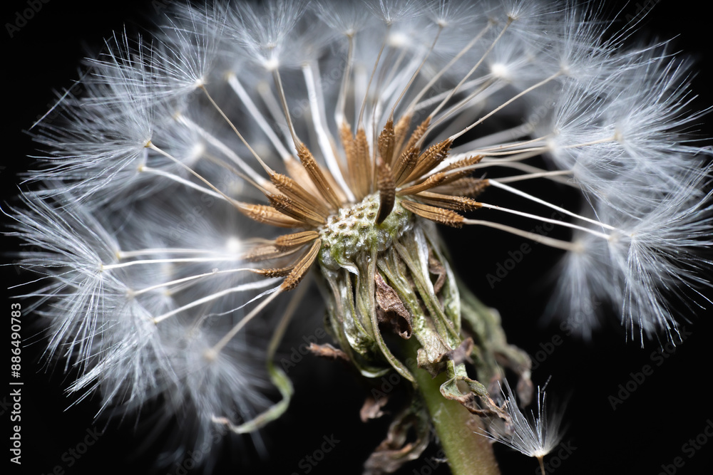 Fototapeta premium Full size Detailed Dandelion with black background macro