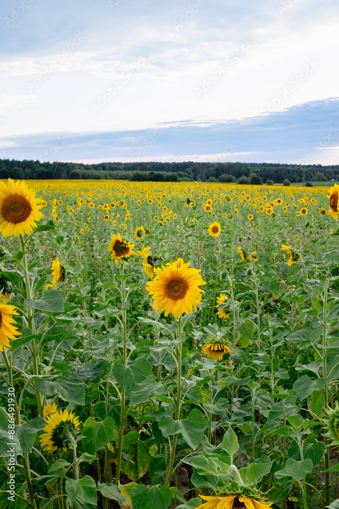 Fototapeta premium Sunflower field in a beautiful sunset in full bloom. The big golden sunflower field in the countryside