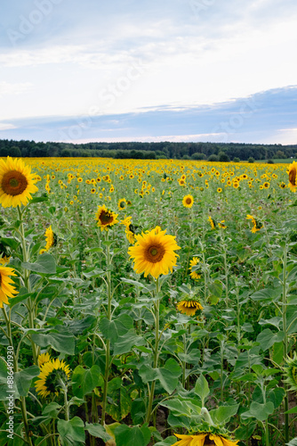 Sunflower field in a beautiful sunset in full bloom. The big golden sunflower field in the countryside