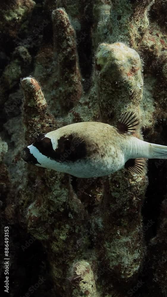 undersea vertical video of Masked puffer fish swimming over corals. undersea vertical video of Masked puffer fish swimming over corals.