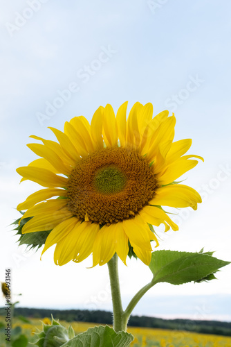 Sunflower field in a beautiful sunset in full bloom. The big golden sunflower field in the countryside