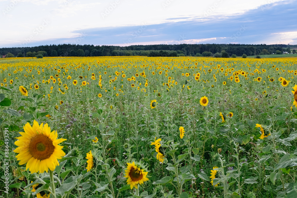 Obraz premium Sunflower field in a beautiful sunset in full bloom. The big golden sunflower field in the countryside