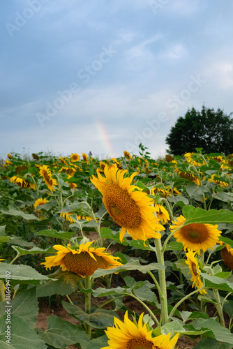 Sunflower field in a beautiful sunset in full bloom. The big golden sunflower field in the countryside