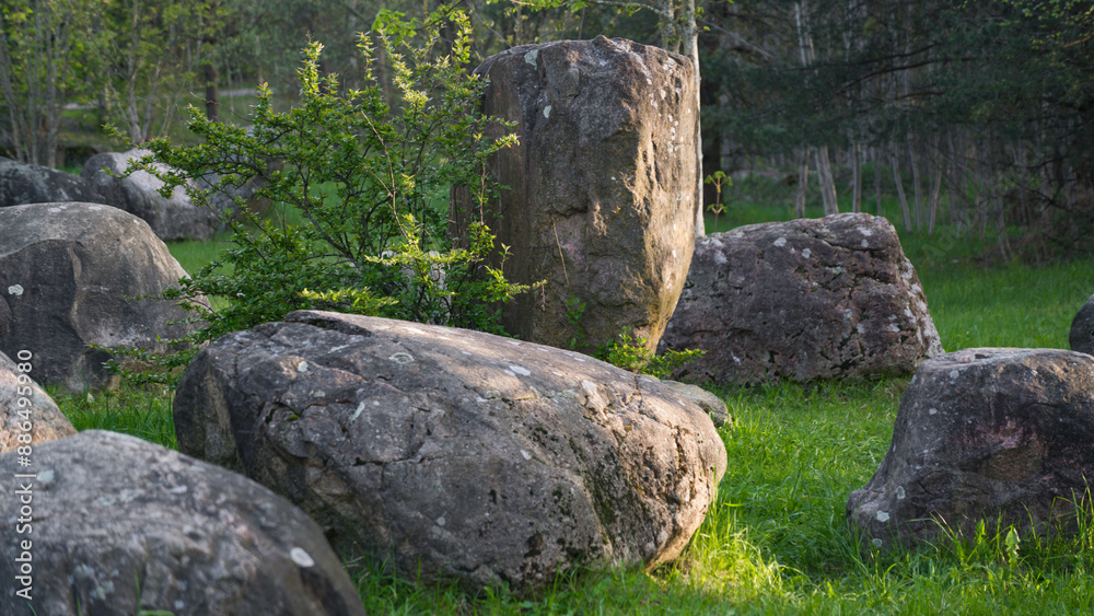 A tree growing from under a huge boulder. Big stones in the forest park of stones A tree growing from under a huge boulder. Big stones in the forest park of stones
