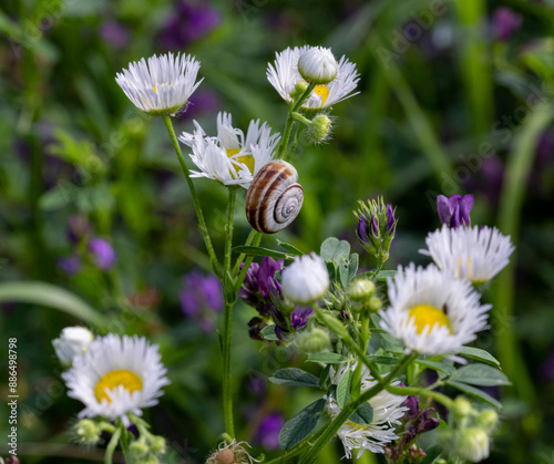 Obraz na plátně Helicella itala heath snail on erigeron annuus, tall fleabane, an invasive wild