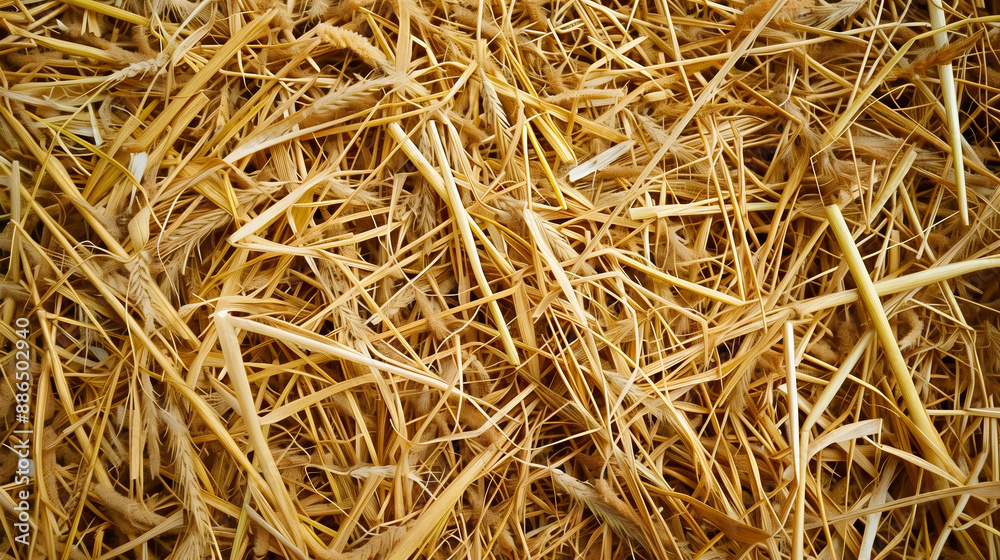 Close-up pile of yellow dry straw, mob, a bunch of golden hay, concept of farming and plants, natural organic plants, agriculture season, rural harvest, cultivation, wheat, leaf food crop. Close-up pile of yellow dry straw, mob, a bunch of golden hay, concept of farming and plants, natural organic plants, agriculture season, rural harvest, cultivation, wheat, leaf food crop.