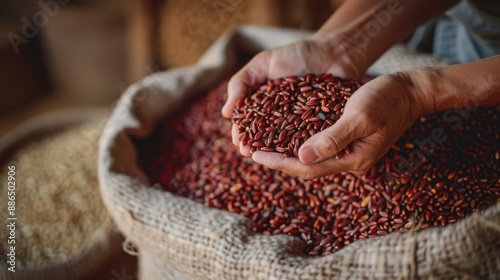 The hands holding red rice. photo