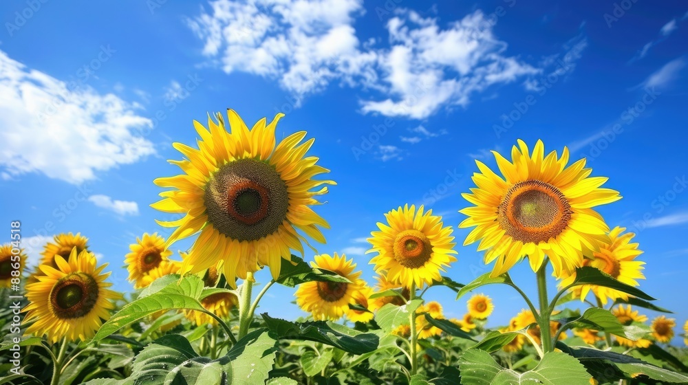 A vibrant field of sunflowers in full bloom, showcasing the beauty of these popular flowers under a bright blue sky. A vibrant field of sunflowers in full bloom, showcasing the beauty of these popular flowers under a bright blue sky.