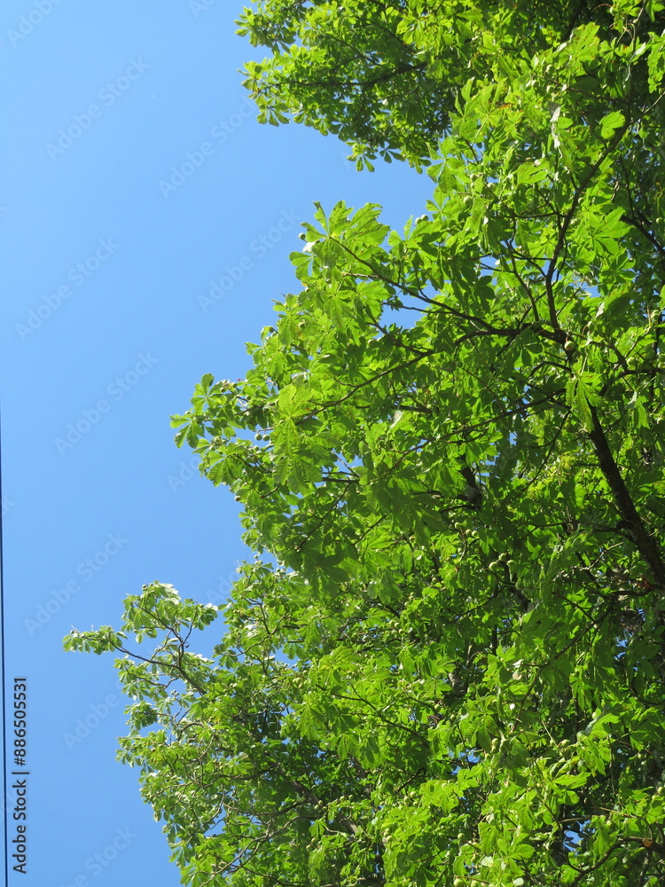 Fototapeta premium tree in front of a blue sky