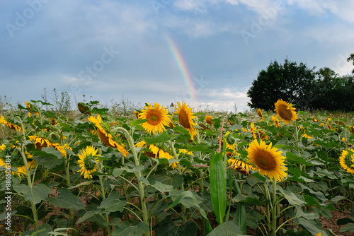 Sunflower field with beautiful clouds in full bloom with the rainbow in the background. The big golden sunflower field in the countryside
