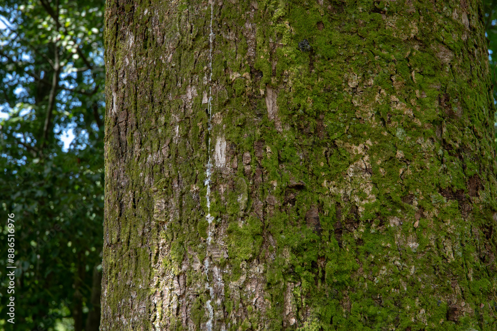 Obraz premium 樹皮