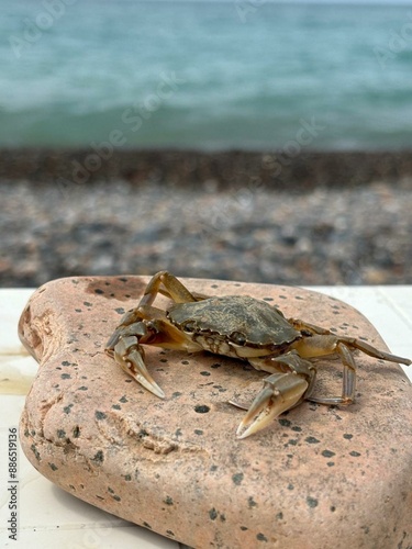 Serenity by the Sea: Majestic Crab Perched on a Rock at the Tranquil Shoreline - Captivating Vertical Shot