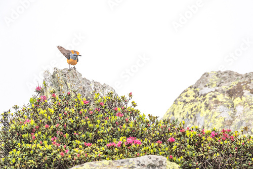 The rock thrush male ready to fly on white background  (Monticola saxatilis)	
 photo