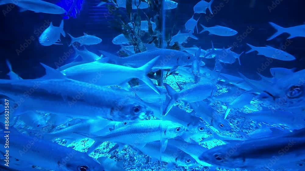 Fish swimming around in its habitat, very nice healthy fishes living and swimming around good for multimedia marine content Fish swimming around in its habitat, very nice healthy fishes living and swimming around good for multimedia marine content