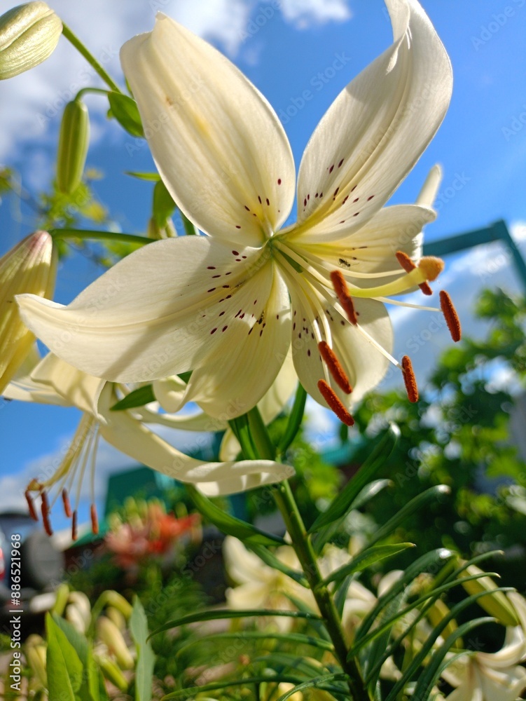 Fototapeta premium white and yellow flower lily