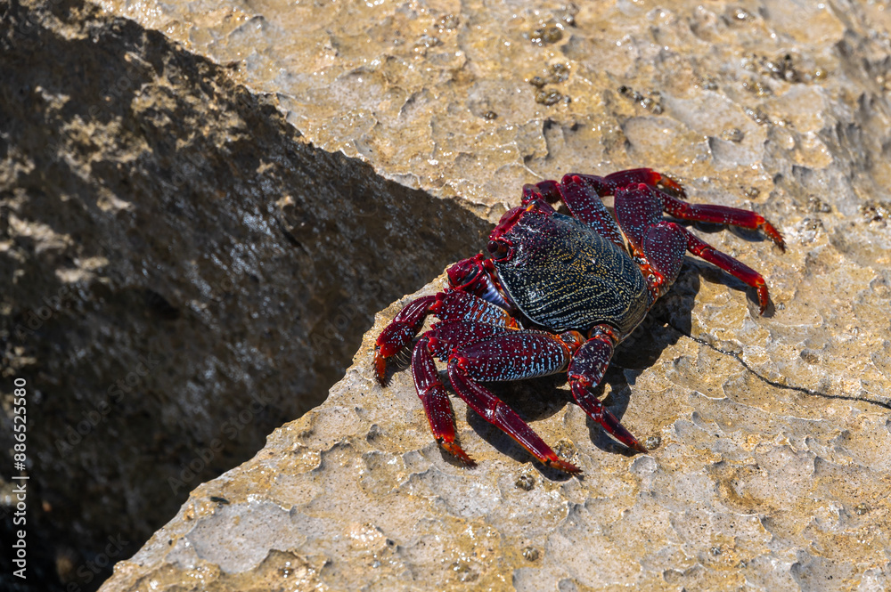 Red Rock Crab, grapsus adscensionis, also know as Sally Lightfoot Crab, on rocks at the water's edge, Playa de la Pared, Fuerteventura Red Rock Crab, grapsus adscensionis, also know as Sally Lightfoot Crab, on rocks at the water's edge, Playa de la Pared, Fuerteventura