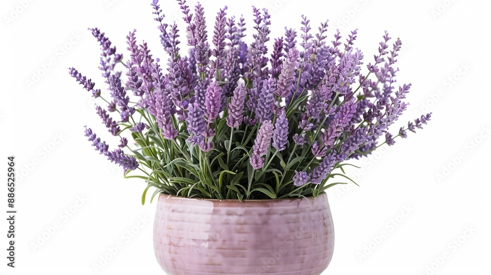 PNG image of lavendar flowers with pot isolated on a transparent background. Lavendar flower png