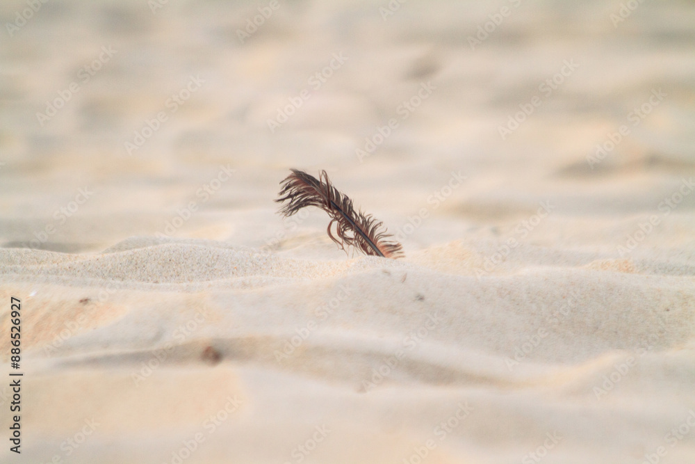 A feather in the sand A feather in the sand