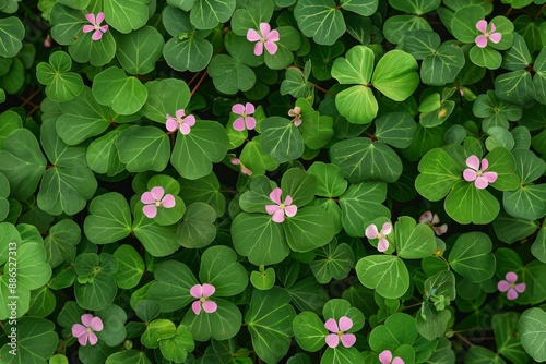 'Silver Shamrock' flowers (also known as Chilean Oxalis, Pink Carpet Oxalis, Pink Buttercups, and Pink Sauerklee) in St. Gallen, Switzerland. Oxalis Adenophylla is native to Chile and West Argentina. photo