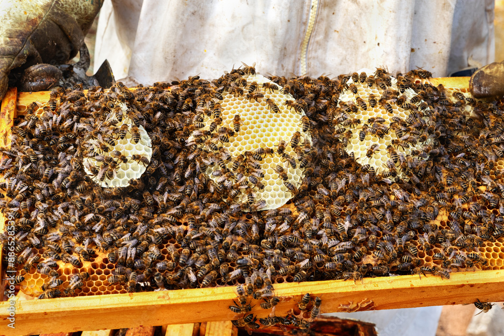 Beekeeper inspecting a beehive panel. Beekeeper inspecting a beehive panel.