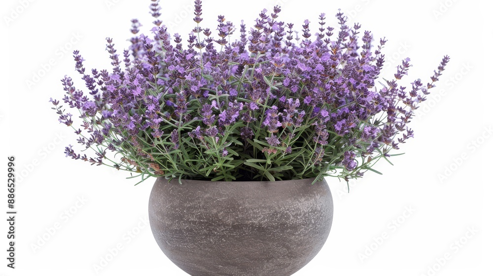 A pot of lavender flowers with a transparent background. Lavender flower png A pot of lavender flowers with a transparent background. Lavender flower png