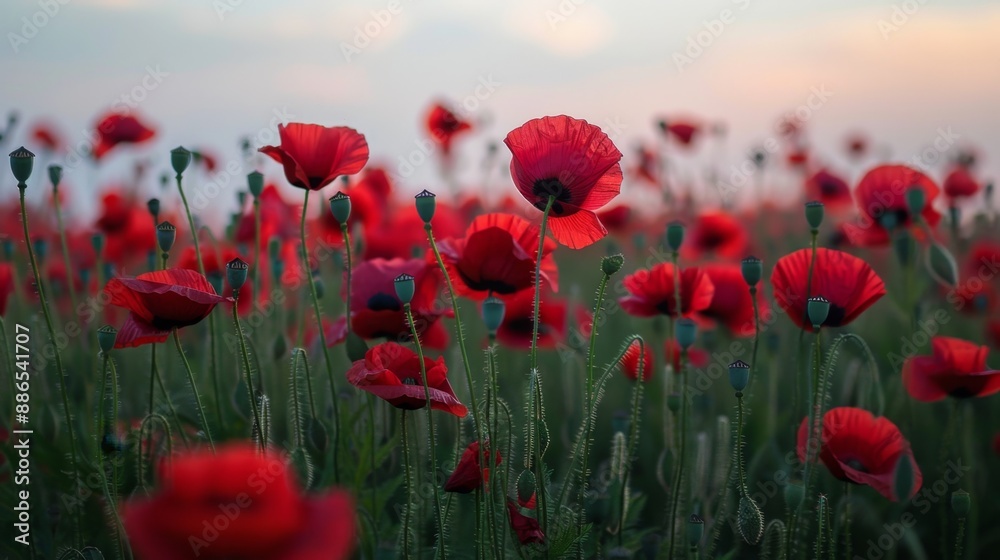 Obraz premium Poppy Field at Sunset.