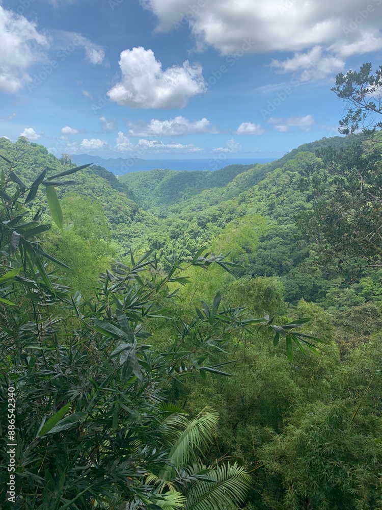 Fotografie Forêt tropicale en Martinique