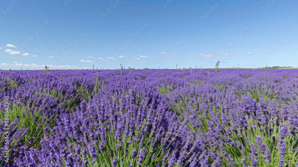 Naklejka premium Lavender Field under Blue Sky.