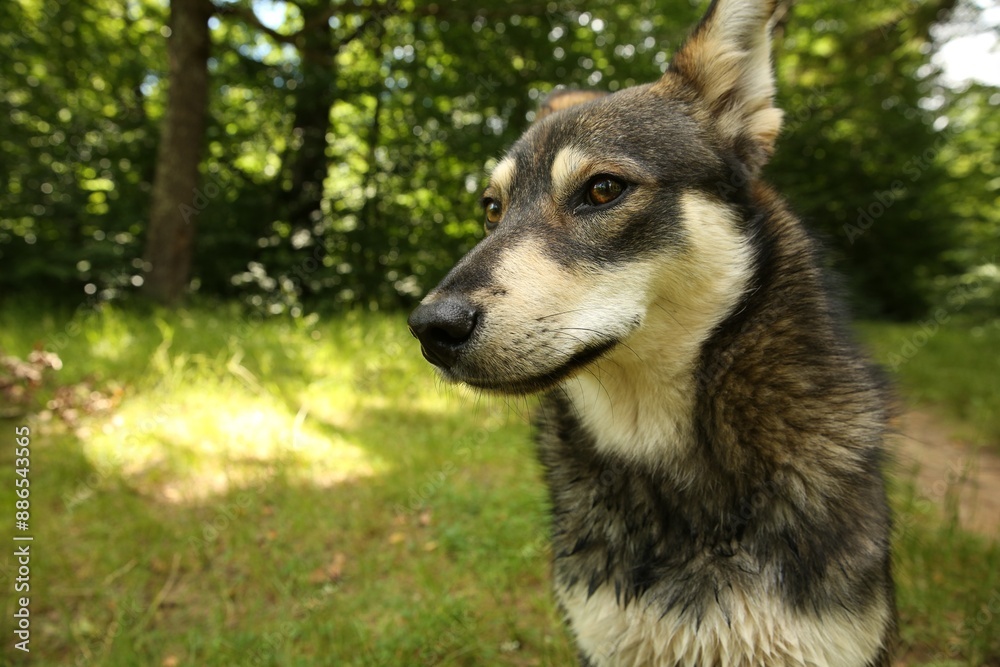 Cute dog on gren grass outdoors, space for text Cute dog on gren grass outdoors, space for text