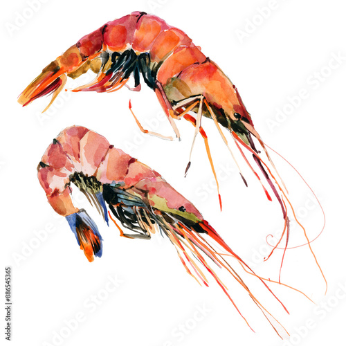 Shrimp high detailed background. Prawn detailed watercolor. Realistick illustration.  Food market product. Fresh seafood. Fish restaurant. Healthy meal. Cooking background. Ocean prawn. Sea food. photo