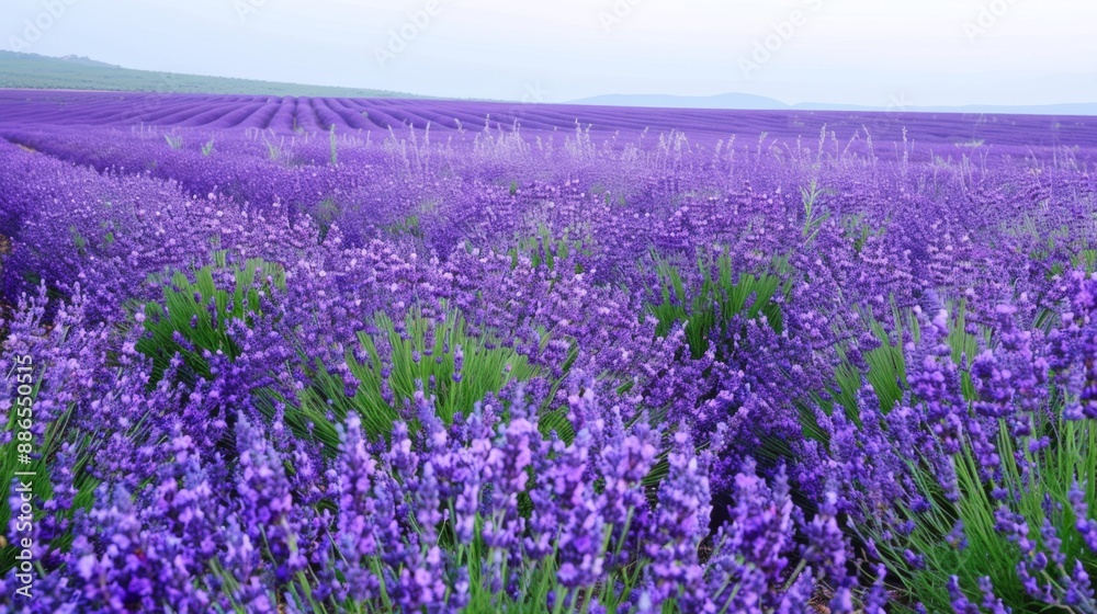 Fototapeta premium Lavender Field in Bloom.