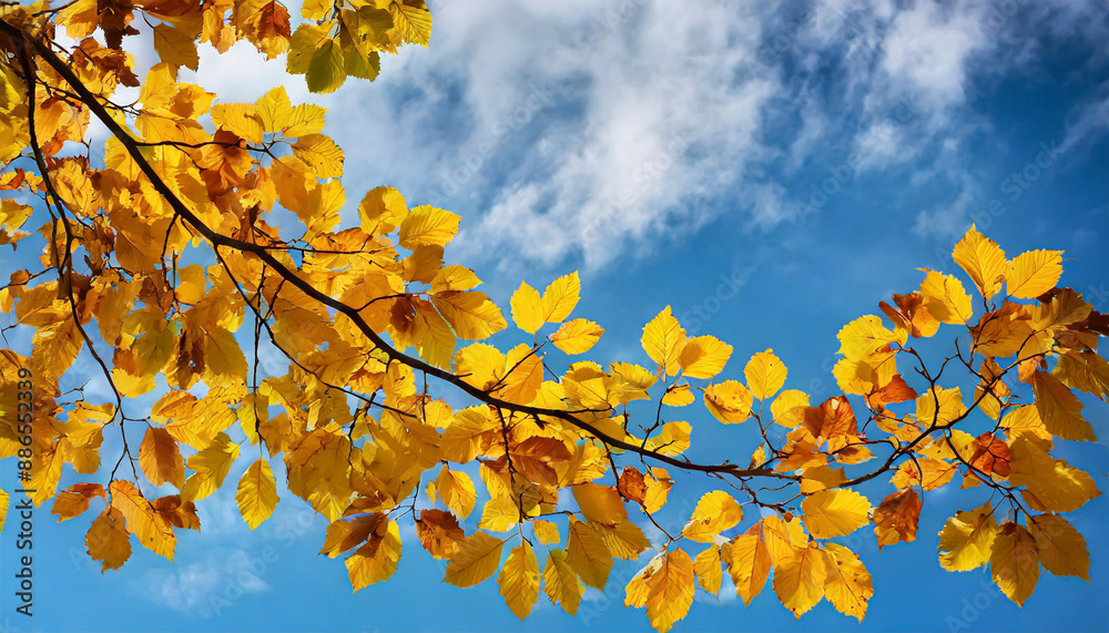 web banner design for autumn season and end year activity with red and yellow maple leaves with soft focus light and bokeh background web banner design for autumn season and end year activity with red and yellow maple leaves with soft focus light and bokeh background