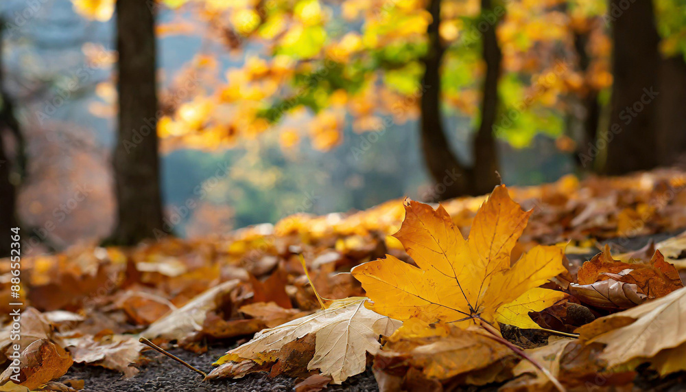 web banner design for autumn season and end year activity with red and yellow maple leaves with soft focus light and bokeh background web banner design for autumn season and end year activity with red and yellow maple leaves with soft focus light and bokeh background