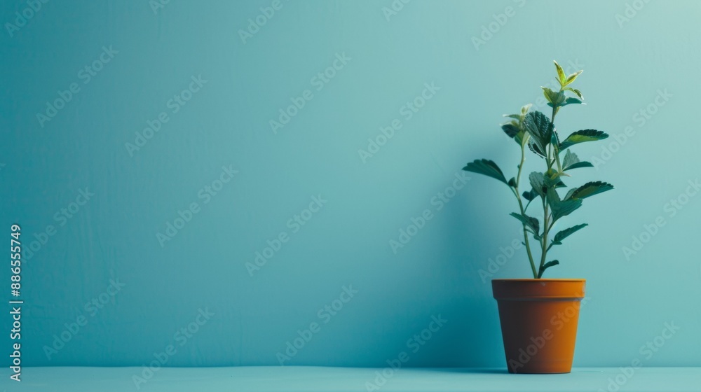 A simple and clear presentation on a blue background. A commercial photo with a place to copy text and advertising. A simple and clear presentation on a blue background. A commercial photo with a place to copy text and advertising.