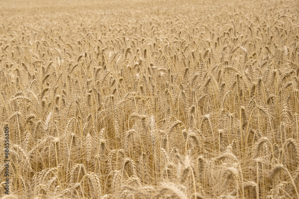 Wheat, grain or barley field with ripe ears from above in sunshine. Wheat, grain or barley field with ripe ears from above in sunshine.