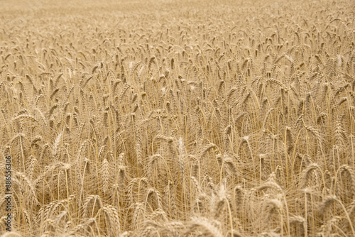 Grain or barley field with ripe ears from above in sunshine. photo