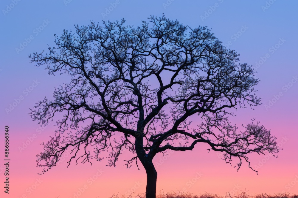 Bare Tree Silhouette Against Colorful Sunset Bare Tree Silhouette Against Colorful Sunset