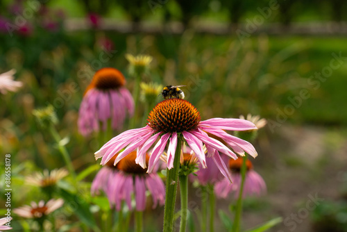 Pink decorative daisy blossom with bee