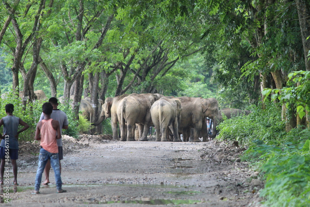 Fototapeta premium elephants in tea garden