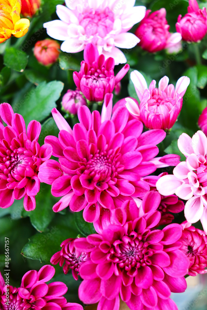 floral background of pink chrysanthemums
