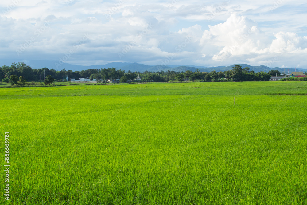 Fototapeta premium green rice field with sky in Thailand