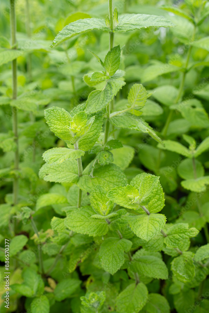 a lush mint bush against a background of green leaves a lush mint bush against a background of green leaves