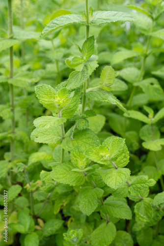 a lush mint bush against a background of green leaves