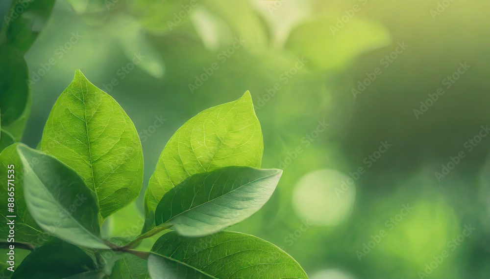 Close up of nature view green leaf on blurred greenery background under sunlight with bokeh and copy space using as background natural plants landscape, ecology wallpaper or cover concept. Close up of nature view green leaf on blurred greenery background under sunlight with bokeh and copy space using as background natural plants landscape, ecology wallpaper or cover concept.
