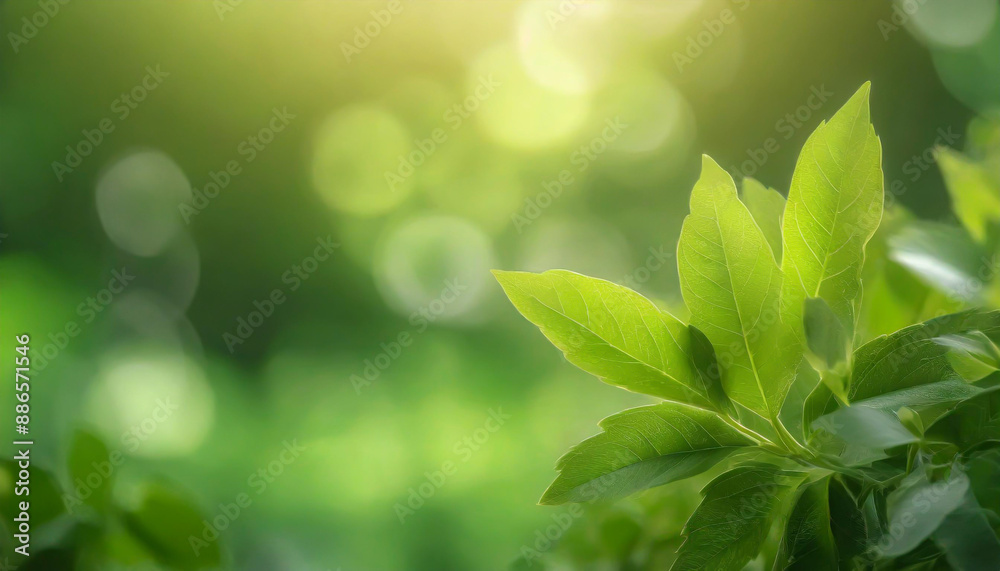 Close up of nature view green leaf on blurred greenery background under sunlight with bokeh and copy space using as background natural plants landscape, ecology wallpaper or cover concept. Close up of nature view green leaf on blurred greenery background under sunlight with bokeh and copy space using as background natural plants landscape, ecology wallpaper or cover concept.