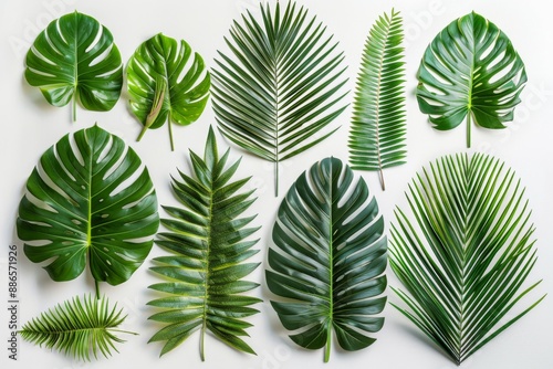 Various Tropical Leaves on White