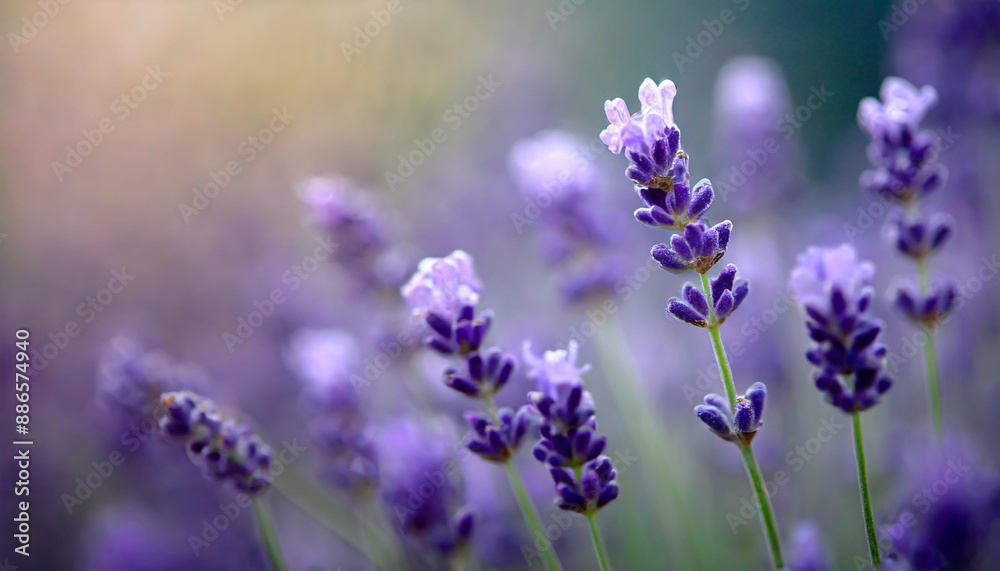 close up shot of lavender flowers close up shot of lavender flowers