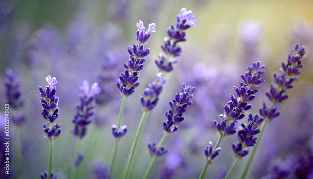 close up shot of lavender flowers close up shot of lavender flowers