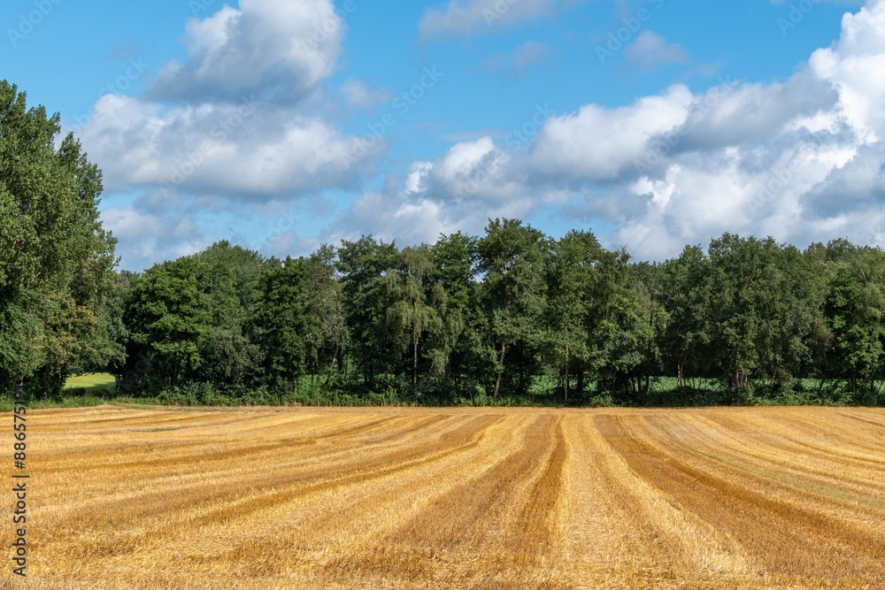 harvested cereal field in the sun harvested cereal field in the sun