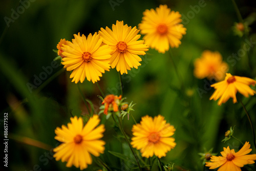 The golden chicken chrysanthemums blooming in the park